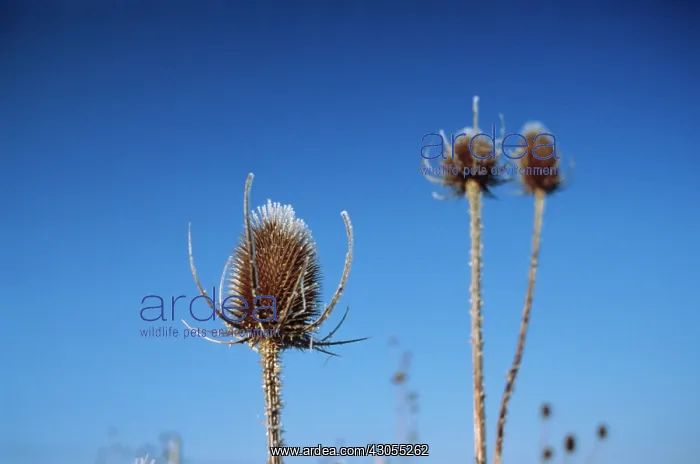 : Teasel, Dipsacus fullonum : Teasel, Dipsacus fullonum