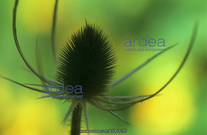 : Teasel, Dipsacus fullonum : Teasel, Dipsacus fullonum