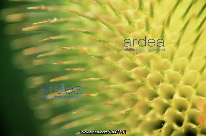 : Teasel, Dipsacus fullonum : Teasel, Dipsacus fullonum