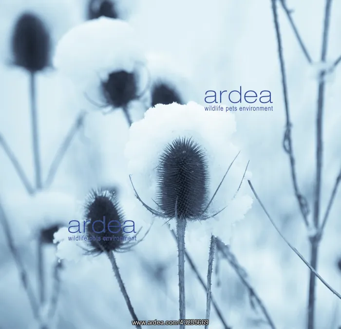 : Teasel. Lucid - possible 2019 calendar CL 15 / 1 / 2018 : Teasel. Lucid - possible 2019 calendar CL 15 / 1 / 2018