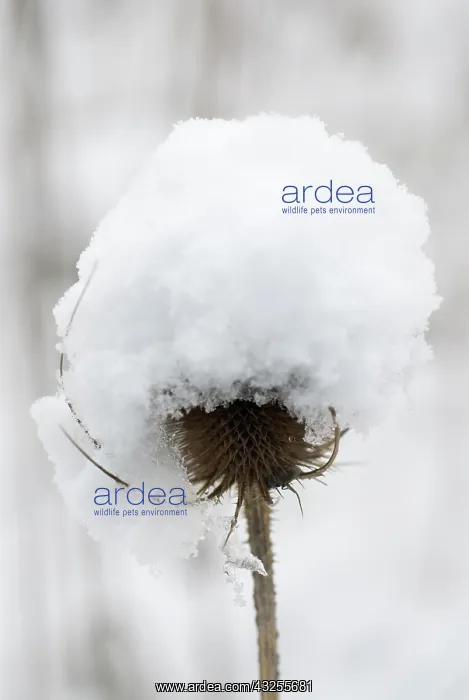 : Teasel, Dipsacus fullonum : Teasel, Dipsacus fullonum