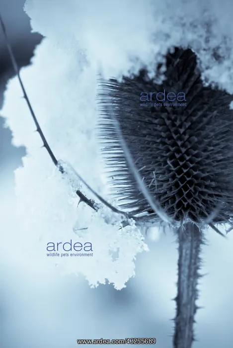: Teasel, Dipsacus fullonum : Teasel, Dipsacus fullonum