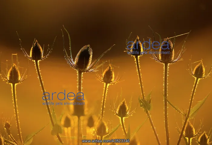 : Teasel - backlit at sunset : Teasel - backlit at sunset