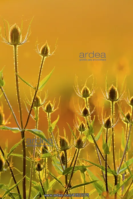 : Teasel - backlit at sunset : Teasel - backlit at sunset