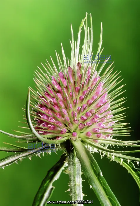  : Teasel - close-up of flower