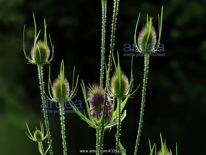 : Teasel Dipsacus fullonum Essex, UK PL002369 : Teasel Dipsacus fullonum Essex, UK PL002369