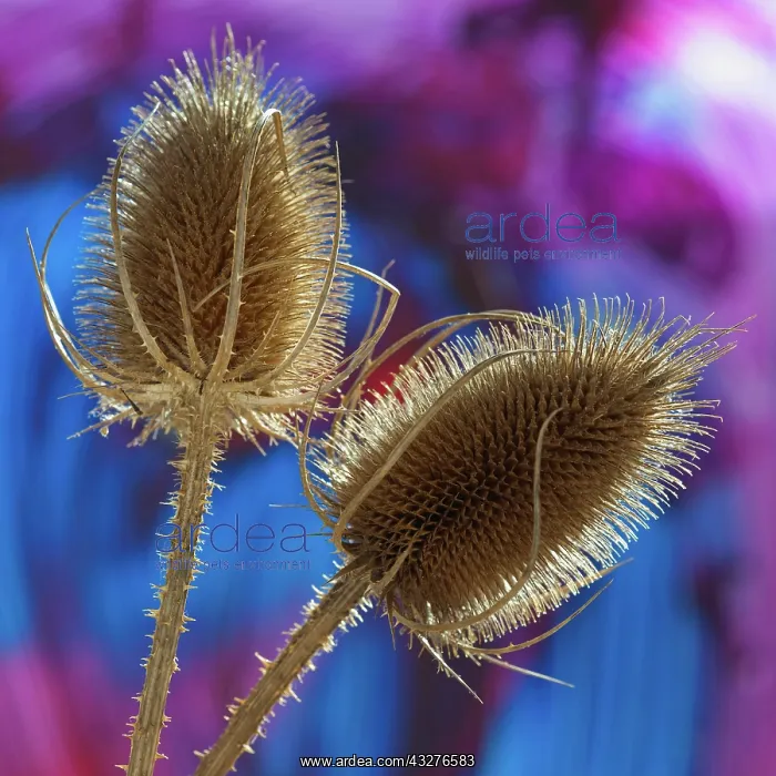 : Teasel, Dipsacus fullonum, Gold subject : Teasel, Dipsacus fullonum, Gold subject