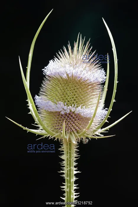 : Teasel, Dipsacus fullonum, Green subject, Black : Teasel, Dipsacus fullonum, Green subject, Black
