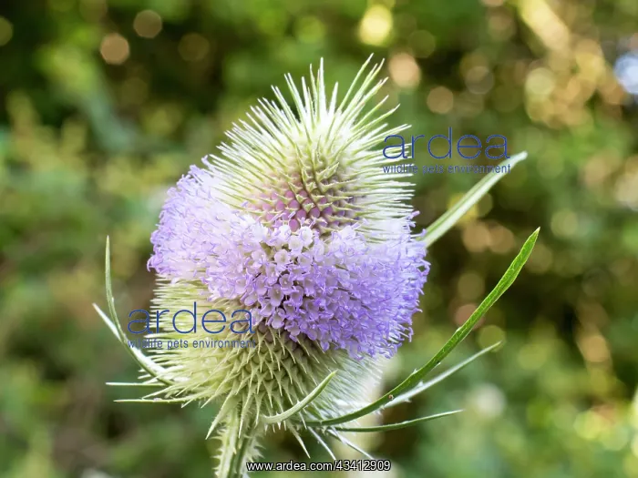 : Teasel flower - UK : Teasel flower - UK