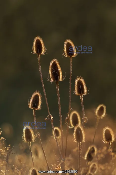 : Teasel heads being backlit in evening sunshine : Teasel heads being backlit in evening sunshine
