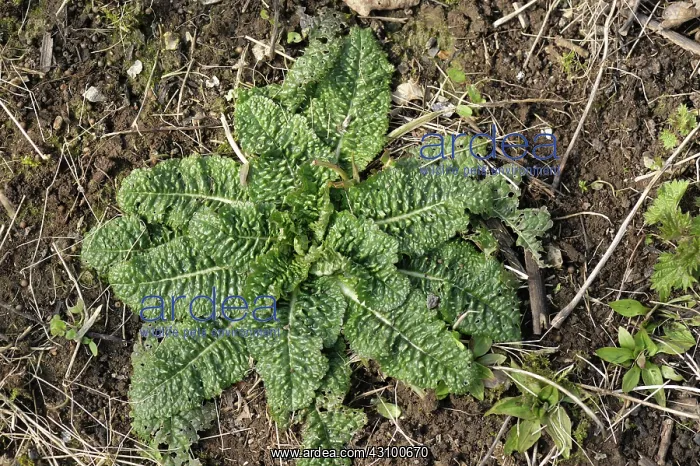 : Teasel Leaf Rosette : Teasel Leaf Rosette