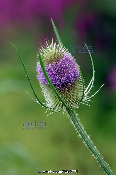 : Teasel planted on the edge of a bog garden : Teasel planted on the edge of a bog garden