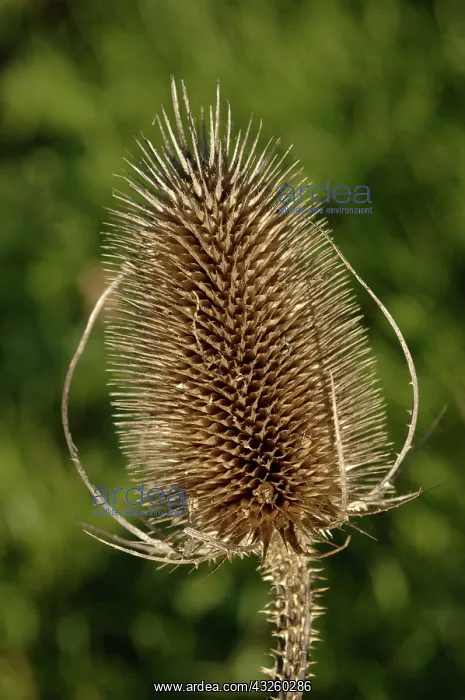 : Teasel seedhead : Teasel seedhead