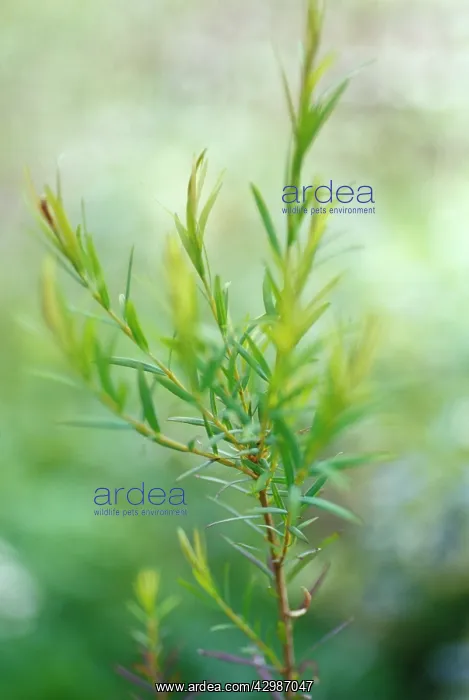 : Teatree, Melaleuca alternifolia : Teatree, Melaleuca alternifolia