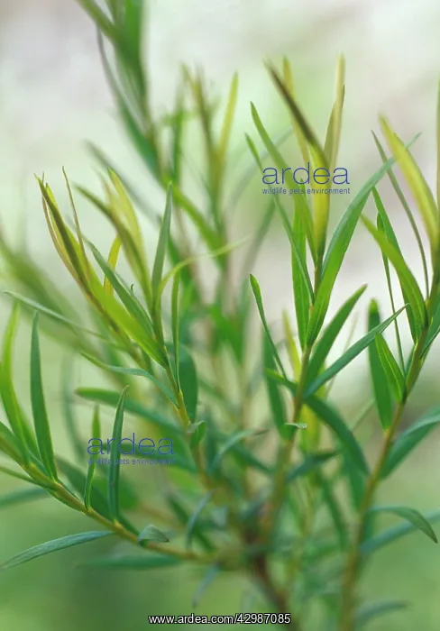 : Teatree, Melaleuca alternifolia : Teatree, Melaleuca alternifolia
