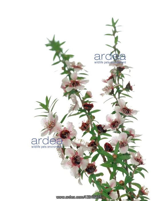 : Teatree, Melaleuca alternifolia : Teatree, Melaleuca alternifolia