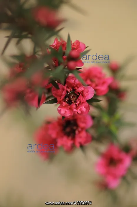 : Teatree, Leptospermum Crimson Glory : Teatree, Leptospermum Crimson Glory