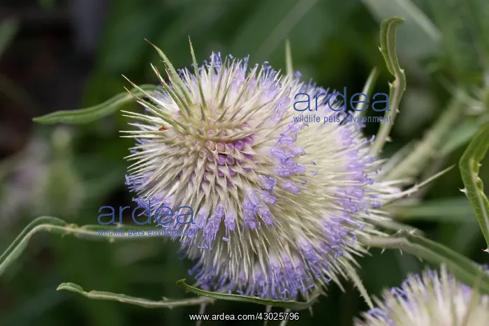  : Teazle flower head