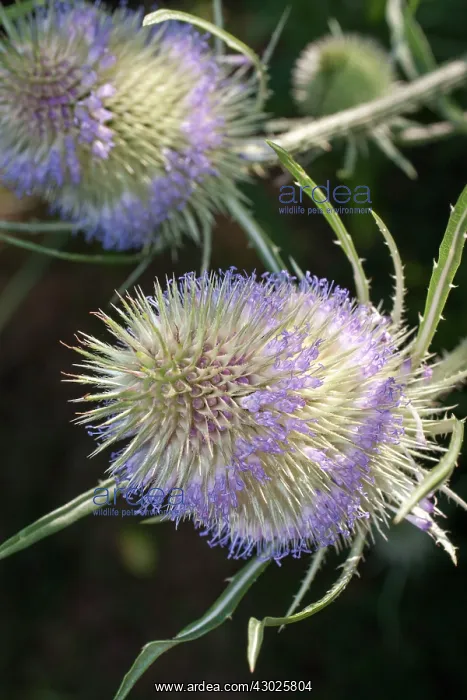  : Teazle flower head