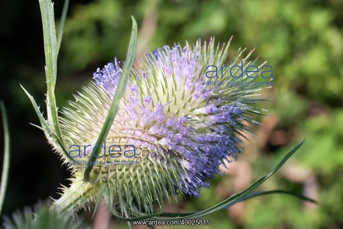  : Teazle flower head