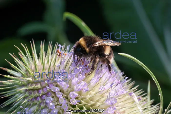  : Teazle flower head bumble bee feeding