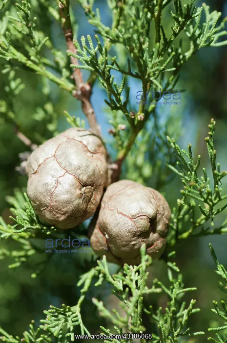 : Tecate Cypress, Cupressus forbesii, Close view of : Tecate Cypress, Cupressus forbesii, Close view of