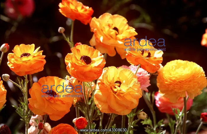 : Tecelote Giant RANUNCULUS : Tecelote Giant RANUNCULUS