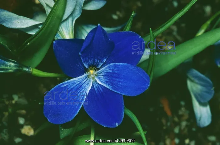 : Tecophilaea Cyanocrosus : Tecophilaea Cyanocrosus