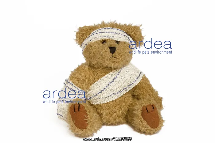 : Teddy Bear - with bandages in studio : Teddy Bear - with bandages in studio