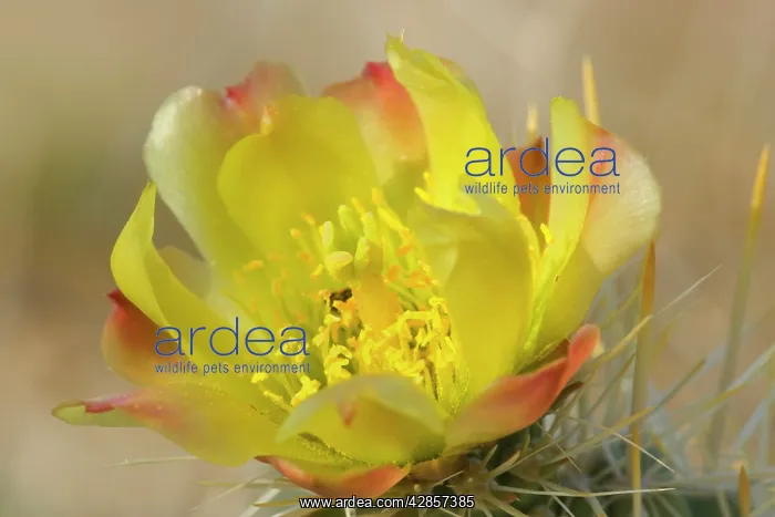 : Teddy Bear Cholla : Teddy Bear Cholla