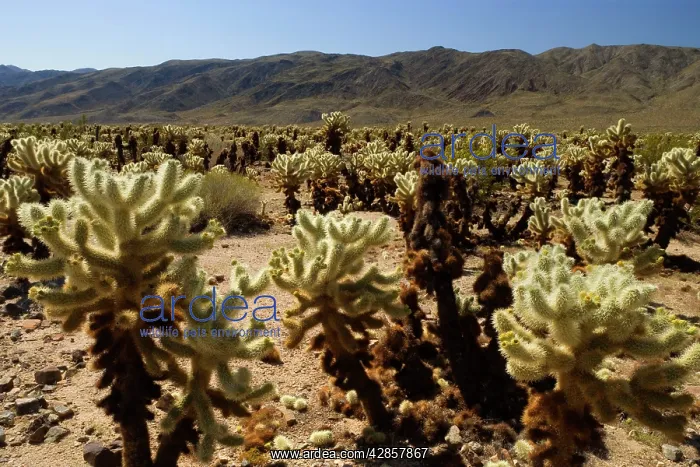 : Teddy Bear Cholla : Teddy Bear Cholla