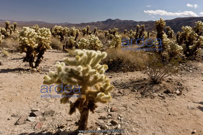 : Teddy-bear Cholla : Teddy-bear Cholla