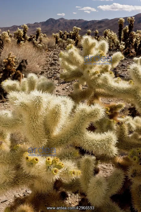 : Teddy-bear Cholla : Teddy-bear Cholla