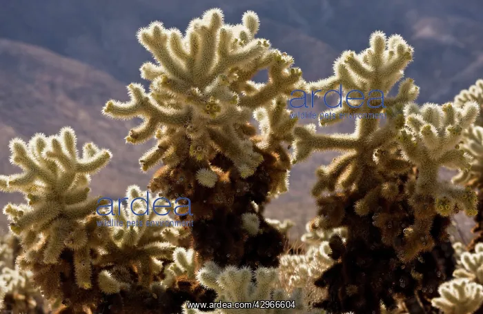 : Teddy-bear Cholla : Teddy-bear Cholla