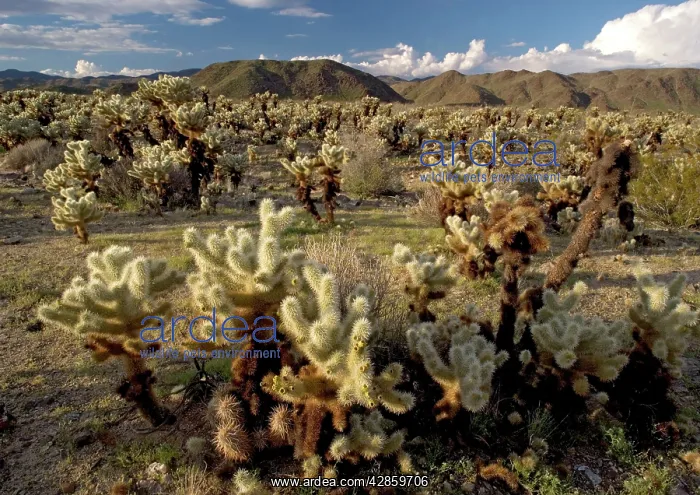  : Teddy-bear Cholla Cactus