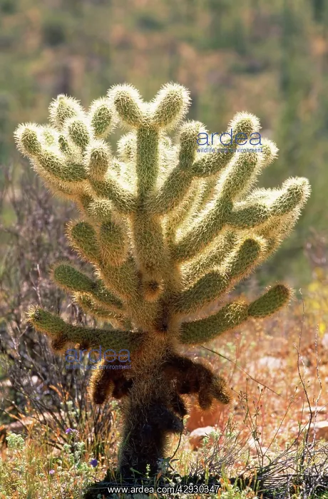 : Teddy Bear Cholla Cactus : Teddy Bear Cholla Cactus