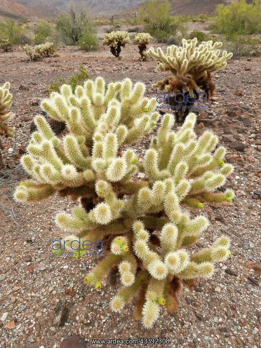 : Teddy bear cholla cactus in desert near Phoenix : Teddy bear cholla cactus in desert near Phoenix