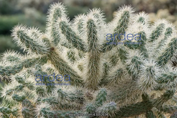 : Teddy Bear Cholla (Cylindropuntia bigelovii). Sonoran : Teddy Bear Cholla (Cylindropuntia bigelovii). Sonoran