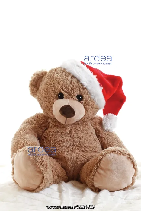 : Teddy bear with Christmas hat : Teddy bear with Christmas hat
