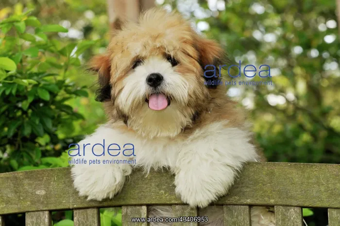  : Teddy Bear dog