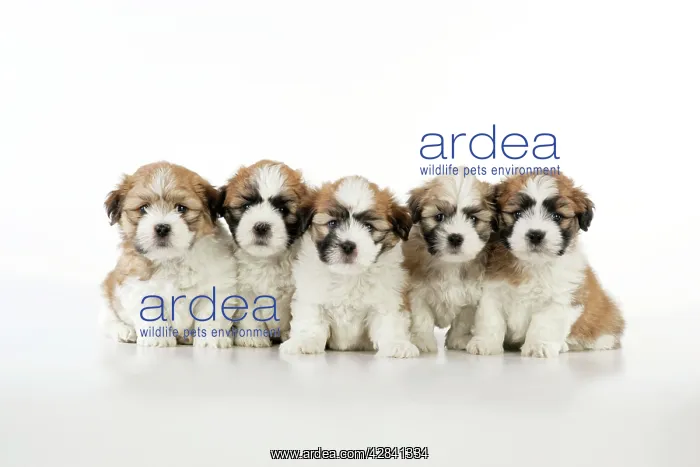  : Teddy Bear Dog - puppies (8 weeks old)