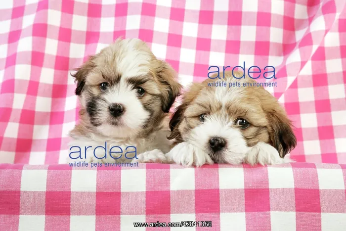  : Teddy Bear Dog - puppies (8 weeks old)