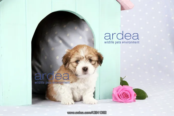: Teddy Bear Dog - puppies (8 weeks old) in dog kennel : Teddy Bear Dog - puppies (8 weeks old) in dog kennel
