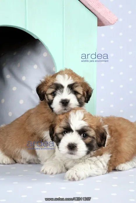 : Teddy Bear Dog - puppies (8 weeks old) in dog kennel : Teddy Bear Dog - puppies (8 weeks old) in dog kennel