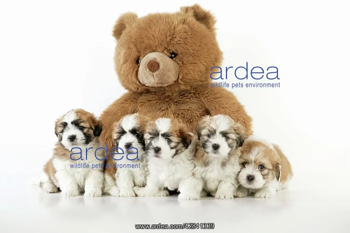 : Teddy Bear Dog - puppies (8 weeks old) with a teddy bear : Teddy Bear Dog - puppies (8 weeks old) with a teddy bear