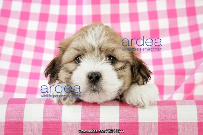  : Teddy Bear Dog - puppy (8 weeks old)