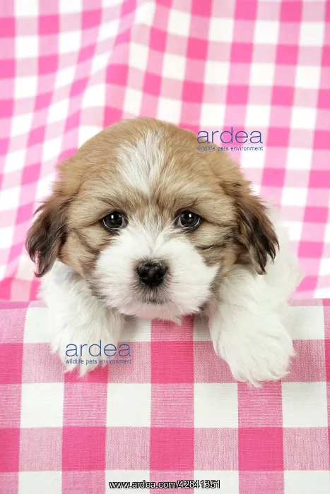 : Teddy Bear Dog - Puppy (8 weeks old)
