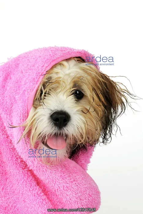 : Teddy Bear dog - wet, wrapped in a towel : Teddy Bear dog - wet, wrapped in a towel