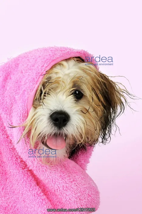 : Teddy Bear dog - wet, wrapped in a towel : Teddy Bear dog - wet, wrapped in a towel