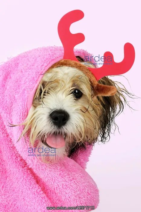 : Teddy Bear dog wrapped in a towel wearing a pair of red Chri : Teddy Bear dog wrapped in a towel wearing a pair of red Chri